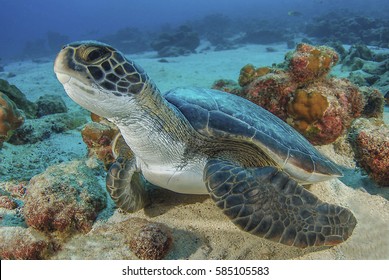  Sea Turtle, Cocos Island,  Costa Rica