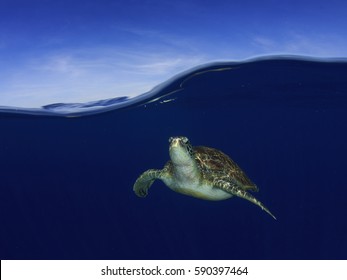 Sea Turtle Comes Surface Breathe Stock Photo 590397464 | Shutterstock