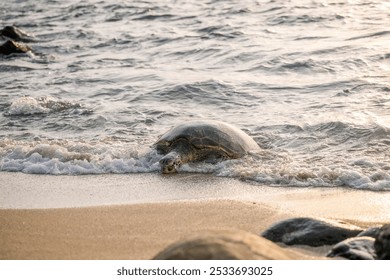 A sea turtle crawling on the sandy beach towards the ocean waves during sunset. - Powered by Shutterstock