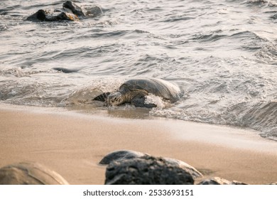 A sea turtle crawling on the sandy beach washed by gentle waves. Maui, Hawaii - Powered by Shutterstock