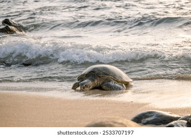 A sea turtle crawling on the sandy beach with ocean waves in the background at sunset. - Powered by Shutterstock