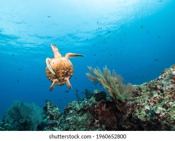 Sea Turtle Dancing In Underwater Similar Island