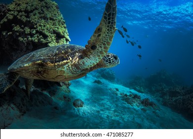 Sea turtle in deep blue water near coral reef. Underwater world of Pacific ocean discovered. Marine life in open water of Hawaiian island Maui