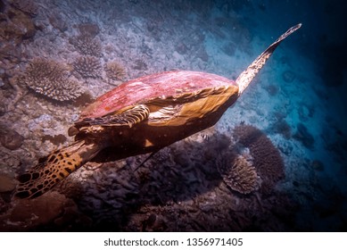 A Sea Turtle Deep Diving