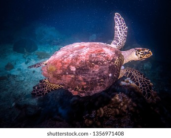 A Sea Turtle Deep Diving