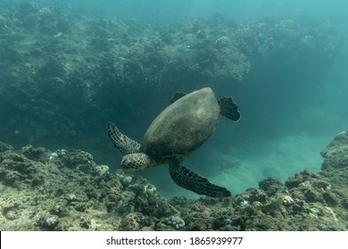 A sea turtle eats from a coral reef in hawaii
