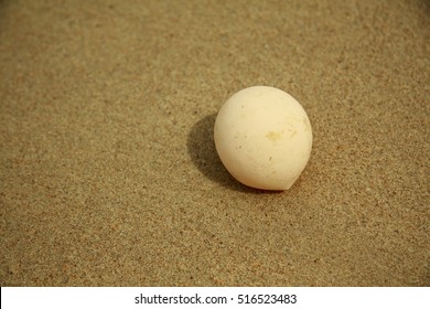 Sea Turtle Egg On Sand