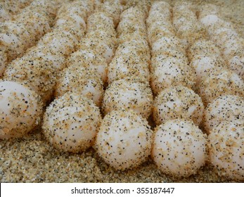 Sea Turtle Eggs