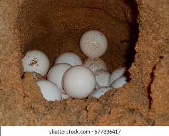 Sea Turtle eggs