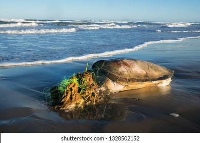 The Sea Turtle Is Entangled In The Fishing Line And Died. Gulf Of Mexico, Texas, United States