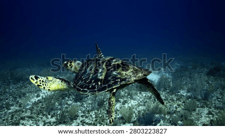 Sea turtle exploring tropical reef habitat beneath clear ocean water with colorful marine life