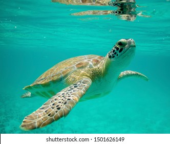 Sea Turtle In Exuma, Bahamas