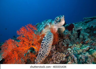 Sea Turtle and Sea Fan