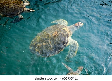 Sea Turtle, Sea Turtle Farm