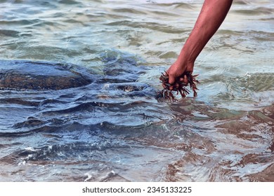 Sea turtle is fed, lure (become tame) with algae - Shutterstock ID 2345133225