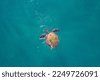 turtle top view