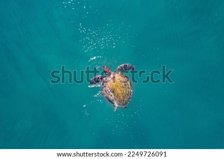 Sea turtle floating on green blue water, aerial top view drone, Turkey summer travel.