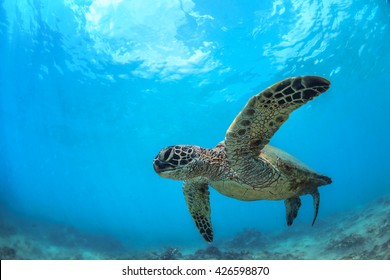 Sea turtle floating under water surface in Pacific ocean. Underwater animal feeding in natural habitat. Closeup image from Maui island in Hawaii - Shutterstock ID 426598870