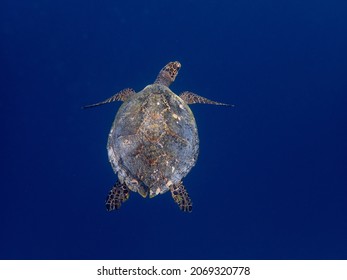 Sea Turtle Glides In Deep Blue Indian Ocean. Underwater View With Turtle