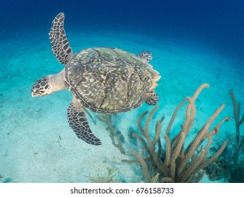 Sea Turtle Gliding Over Sand And Reef Underwater 