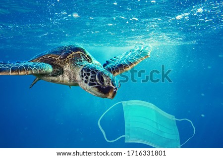 A sea turtle going to eat a surgical mask. Photo manipulation about ocean pollution and the consequences of overuse of surgical masks during coronavirus pandemic.