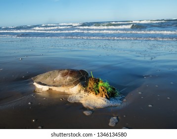 The Sea Turtle Got Entangled In The Fishing Line And Died. Texas Coast, Gulf Of Mexico, USA