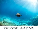 A sea turtle gracefully swims underwater, captured at Montague Island, Australia.