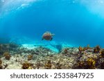 A sea turtle gracefully swims underwater, captured at Montague Island, Australia.