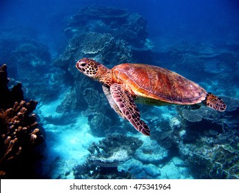 Sea Turtle, Great Barrier Reef, Australia