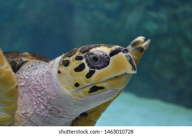 Sea Turtle Greeting Aquarium Visitors