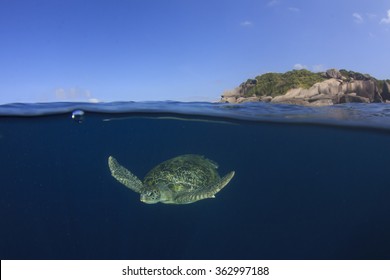 Sea Turtle Half And Half Split Photo Sea Surface Underwater And Island