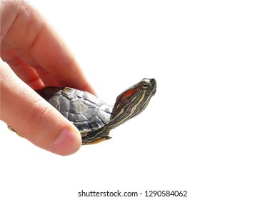 Sea Turtle Hand Isolated On White Stock Photo 1290584062 | Shutterstock