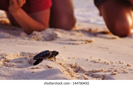 Sea Turtle Hatchling - Shutterstock ID 144760432
