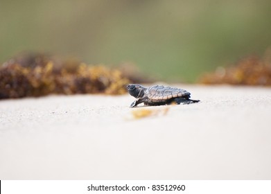 144 Loggerhead Turtles Laying Eggs Images, Stock Photos & Vectors 