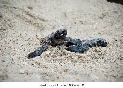 144 Loggerhead turtles laying eggs Images, Stock Photos & Vectors ...