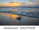Sea turtle hatchling entering the water from a South Florida beach.