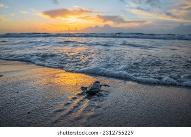 Sea turtle hatchling entering the water from a South Florida beach. - Shutterstock ID 2312755229