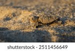 Sea Turtle hatchling
Sea Turtle nesting season is in full swing. The Archie Carr National Wildlife Refuge near Melbourne is one of the most productive Loggerhead sea turtle nesting sites in the world.