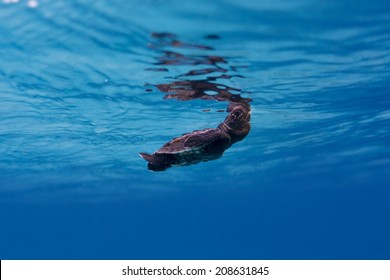 Sea Turtle Hatchling swimming underwater, taking a breath
