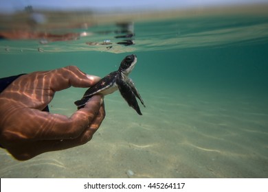 3,537 Turtle Releasing Images, Stock Photos & Vectors 