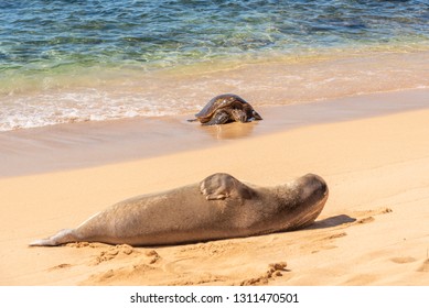 Sea Turtle And Hawaiian Monk Seal Resting On Sandy Beach