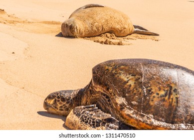 Sea Turtle And Hawaiian Monk Seal Resting On Sandy Beach