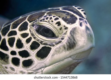 8,538 Sea turtle head Images, Stock Photos & Vectors | Shutterstock