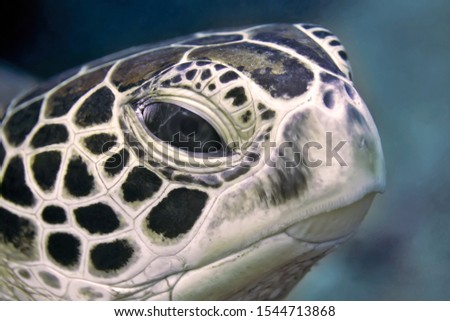 Sea turtle head close-up. Philippines, underwater photography.