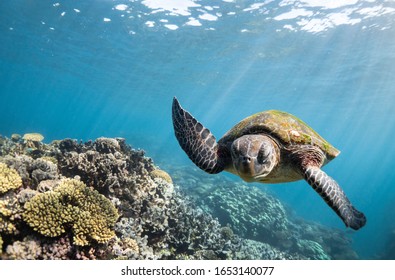 Sea Turtle Hi Five, Ningaloo Reef, Western Australia 