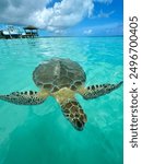 Sea turtle in hoopers bay,  Exuma, Bahamas