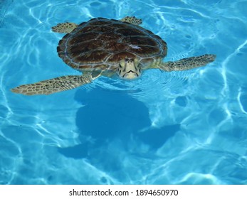 Sea Turtle In Sea Turtle Hospital 