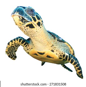 Sea Turtle Isolated Stock Photo 271831508 | Shutterstock