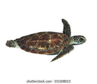 Sea Turtle Isolated