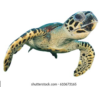 Sea Turtle isolated. Hawksbill Turtle on white background